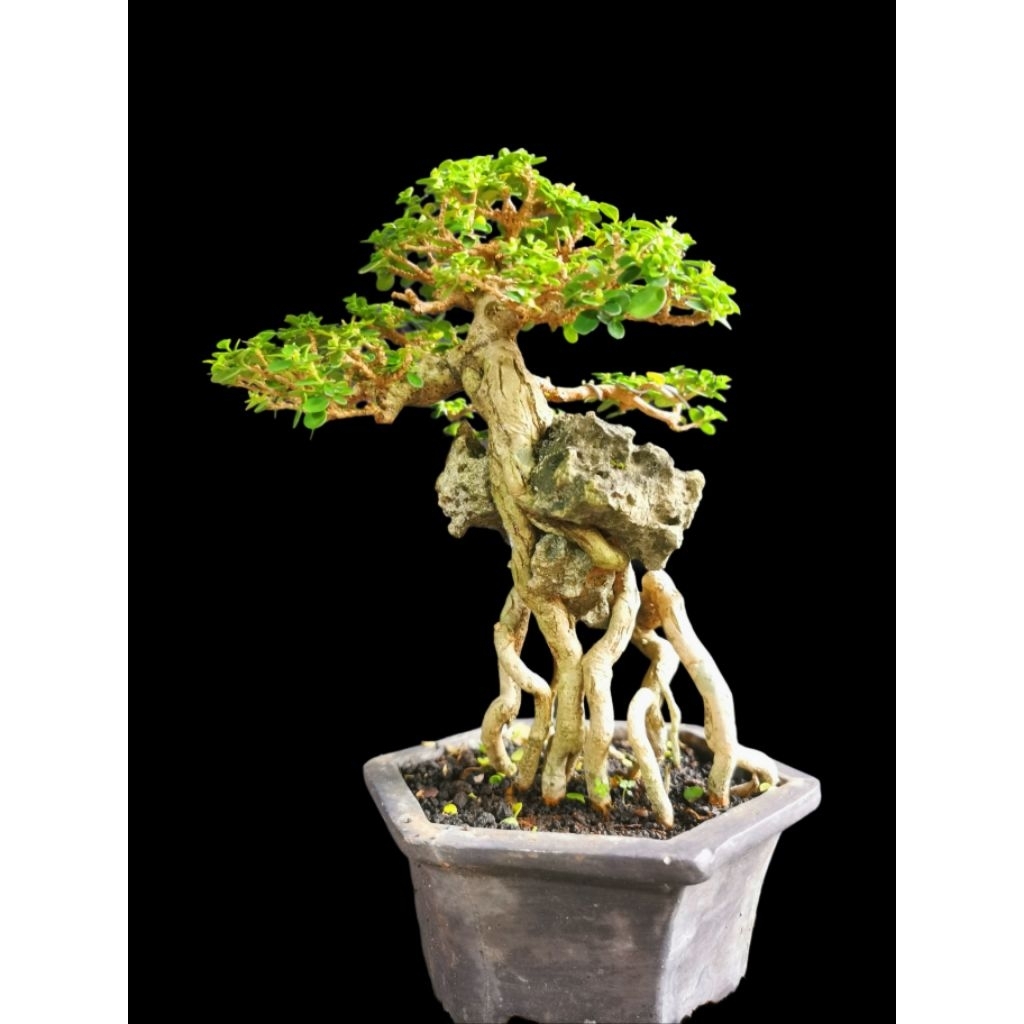 Bonsai Sancang / Sancang Mame