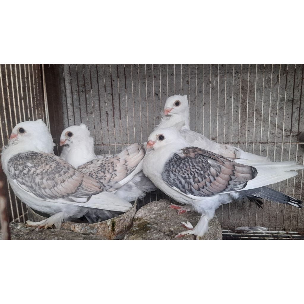 BURUNG MERPATI HIAS SANTINET REMAJA burung sesuai foto/video satuan