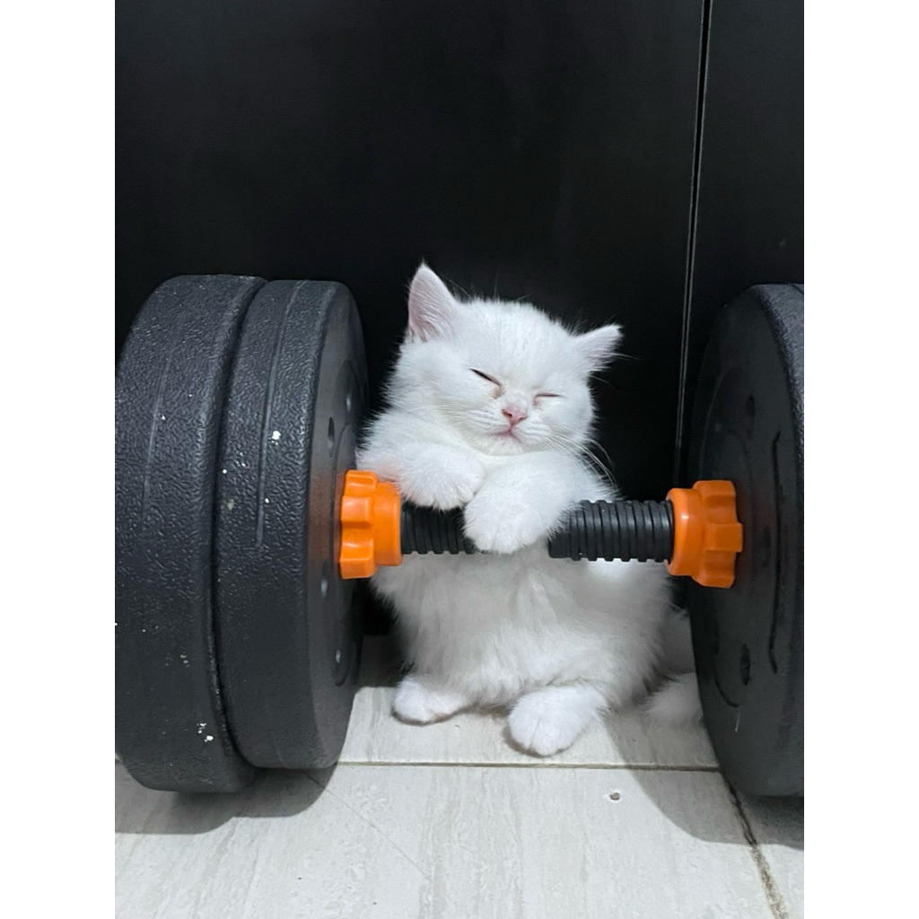 BSH PURE (Parents import china) Kucing British Short Hair