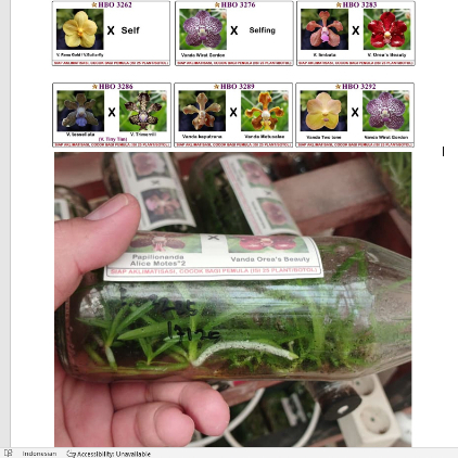 Bibit Botolan Anggrek Vanda Hybrid Murah