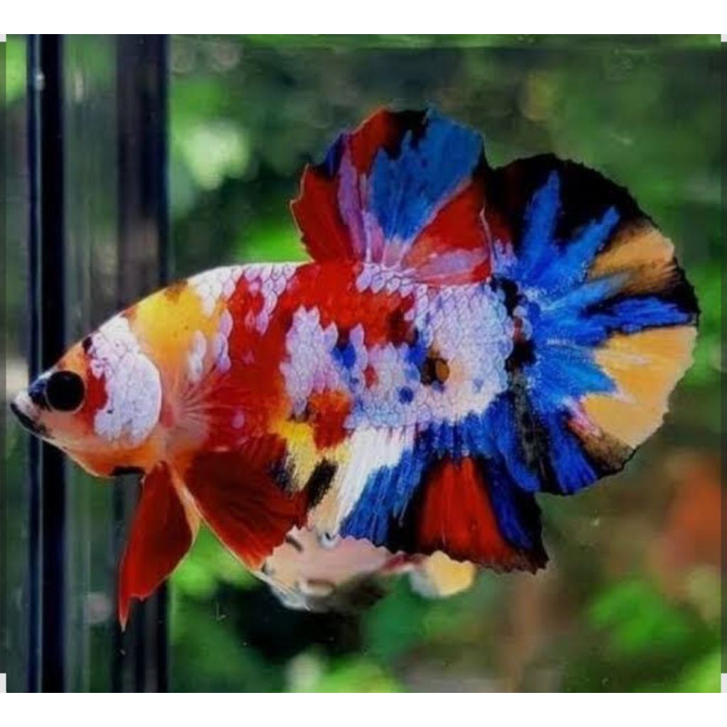 cupang multicolor indukan