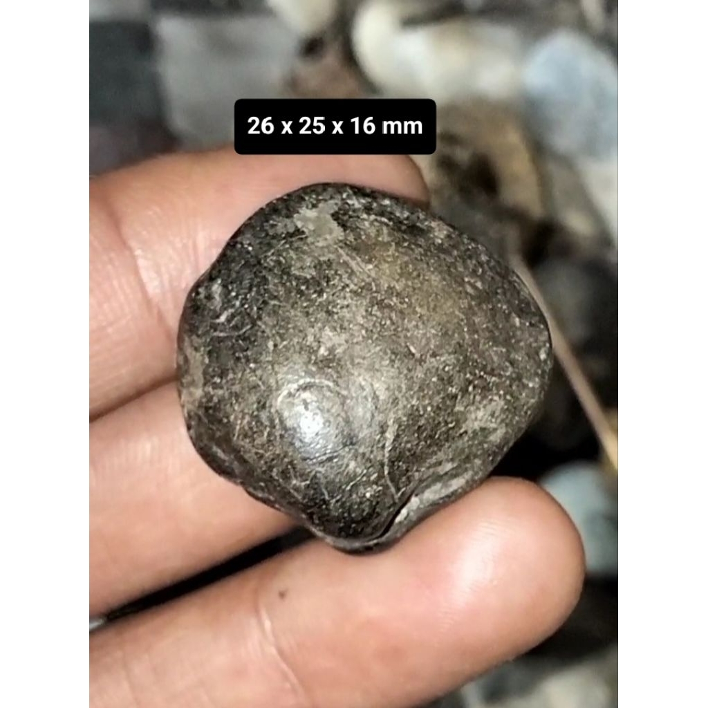 Batu Akik Kijing Bungkem asli alam