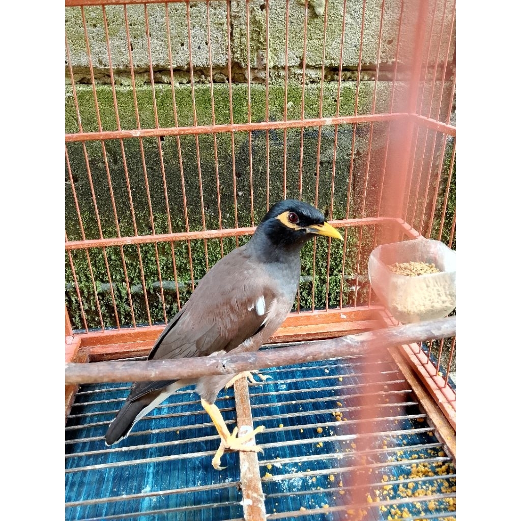 jalak nias rawatan lama
