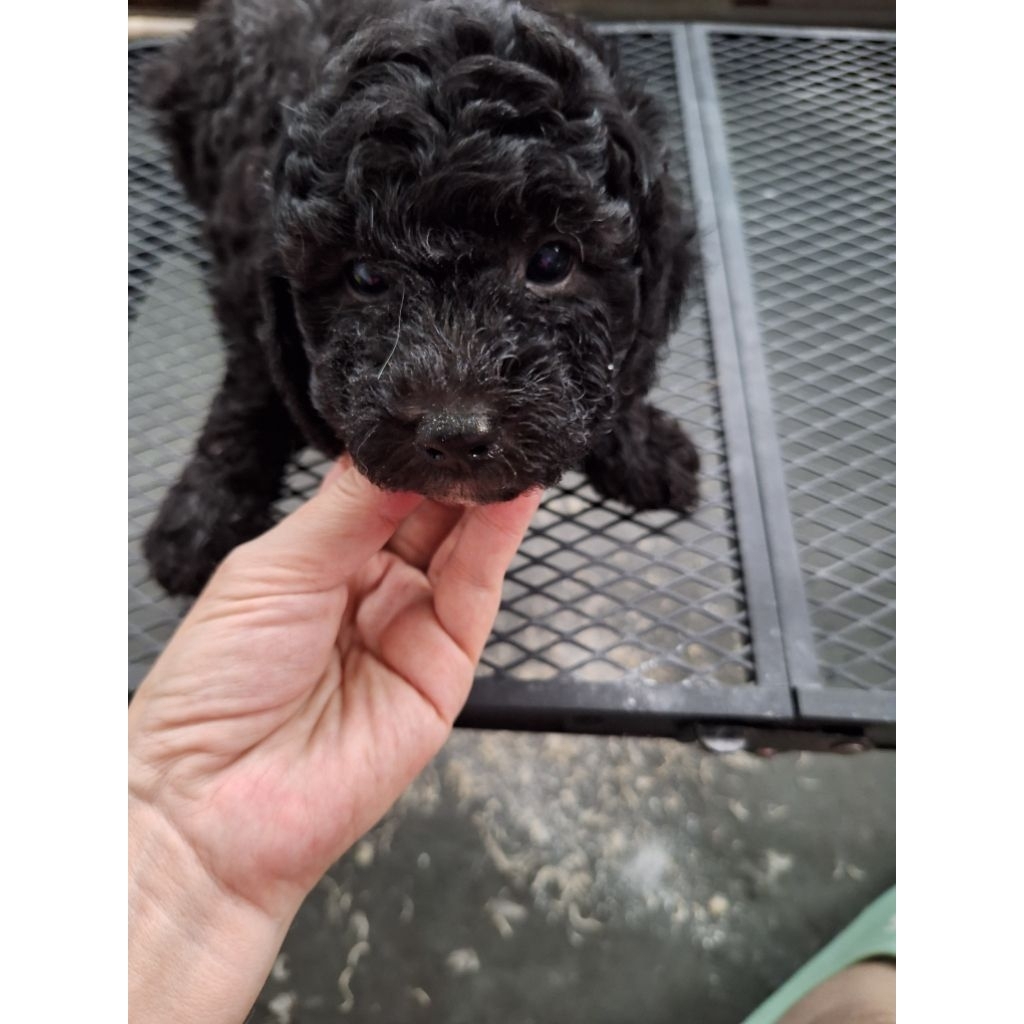 anak anjing poodle betina grey