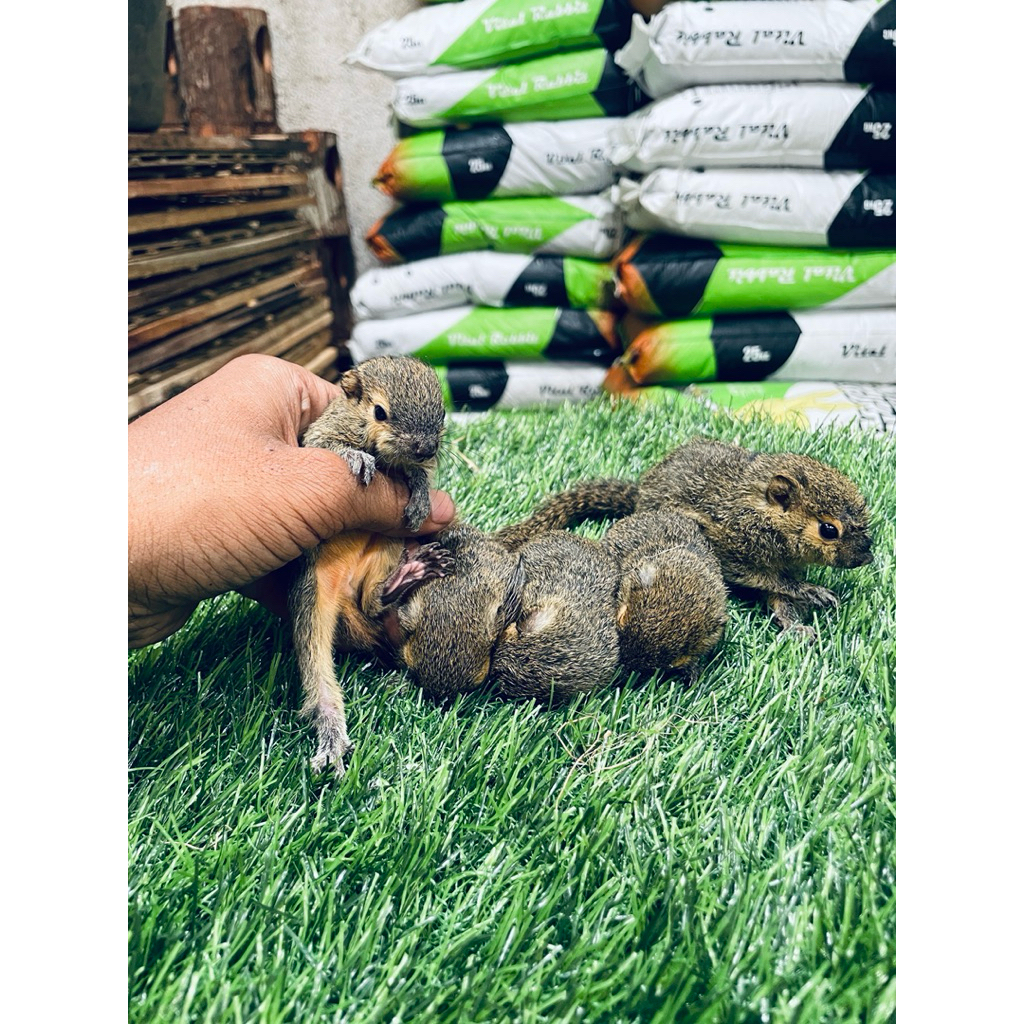 Bajing Kelapa anakan | Tupai | Hewan Lucu