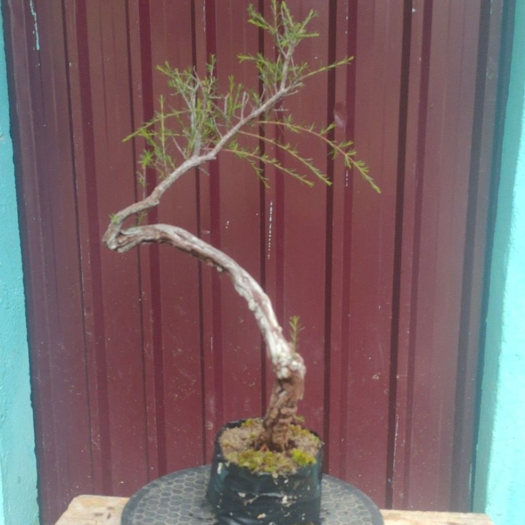 bahan bonsai CUCUR ATAP SAPU-SAPU meliuk