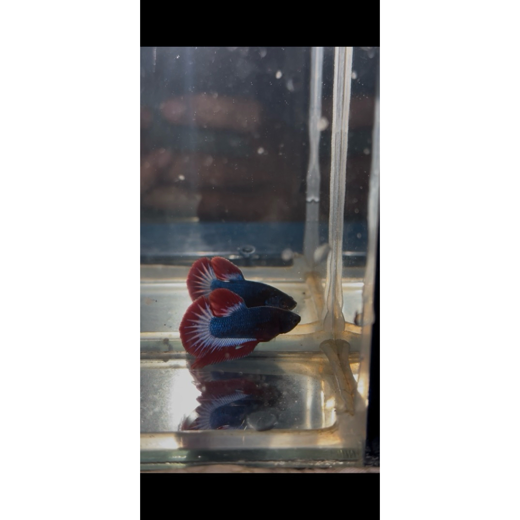 bahanan cupang kanchen warocai Thailand