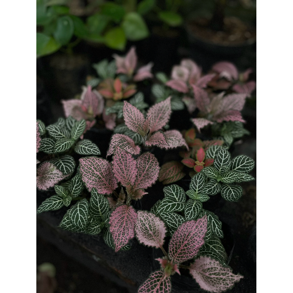 tanaman hias fitonia merah pink hijau import fittonia