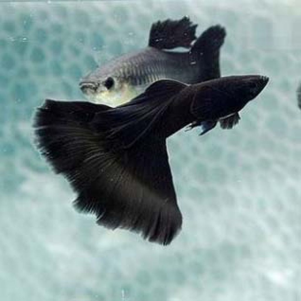 Guppy Full black Moskow hiasan aquarium