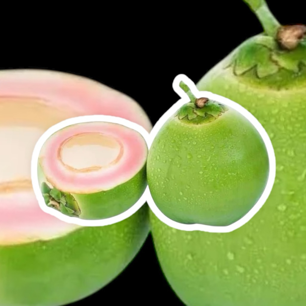 DEGAN IJO ASLI | DEGAN IJO UNTUK OBAT | DEGAN HIJAU PREMIUM