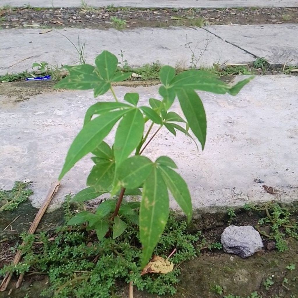 BIBIT TANAMAN RANDU KAPUK