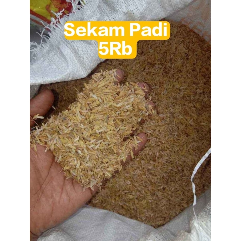 Sekam Padi . Merang . Sekam Kering . Sekam Media Tanam. Sekam Murah