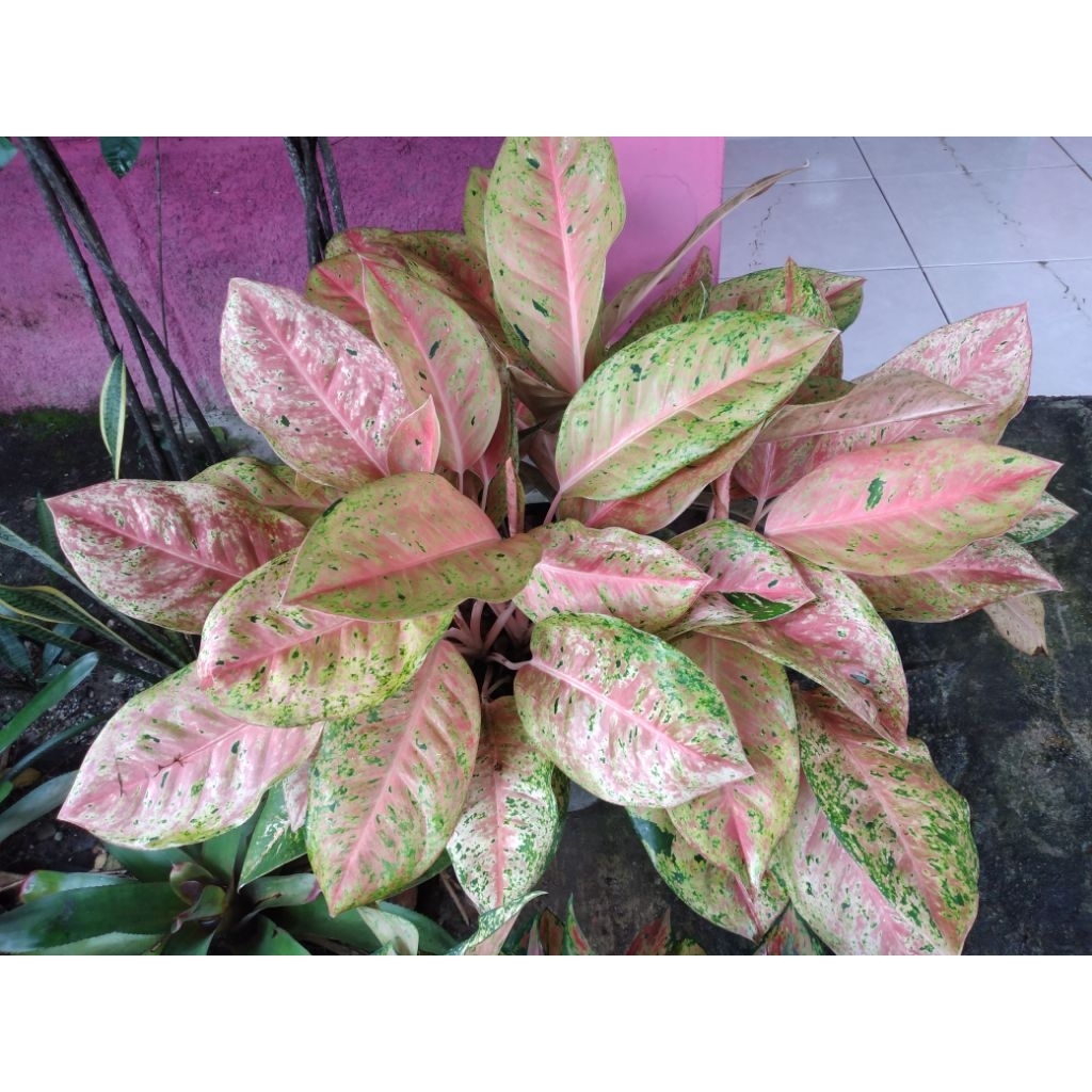 Bunga Aglonema Big roy/Aglonema pink muda