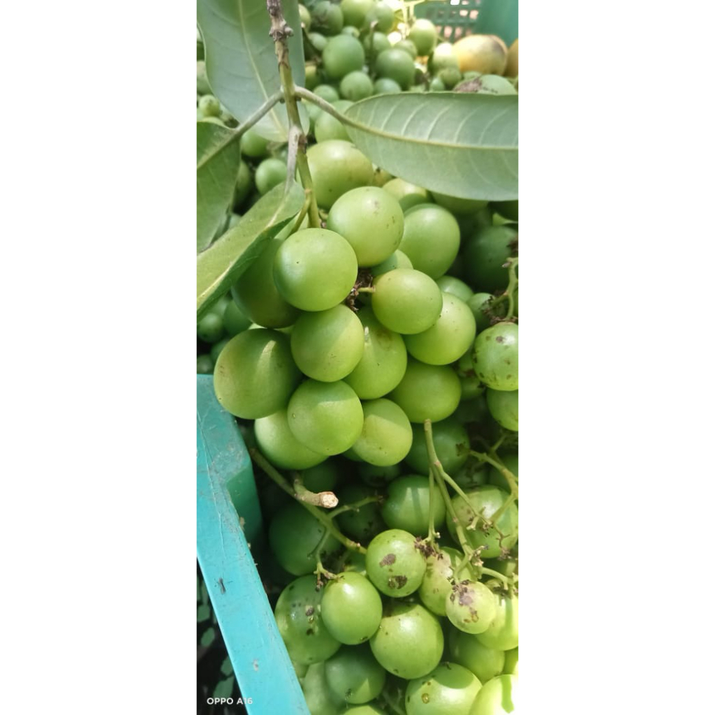 buah jatake gandaria buah langka