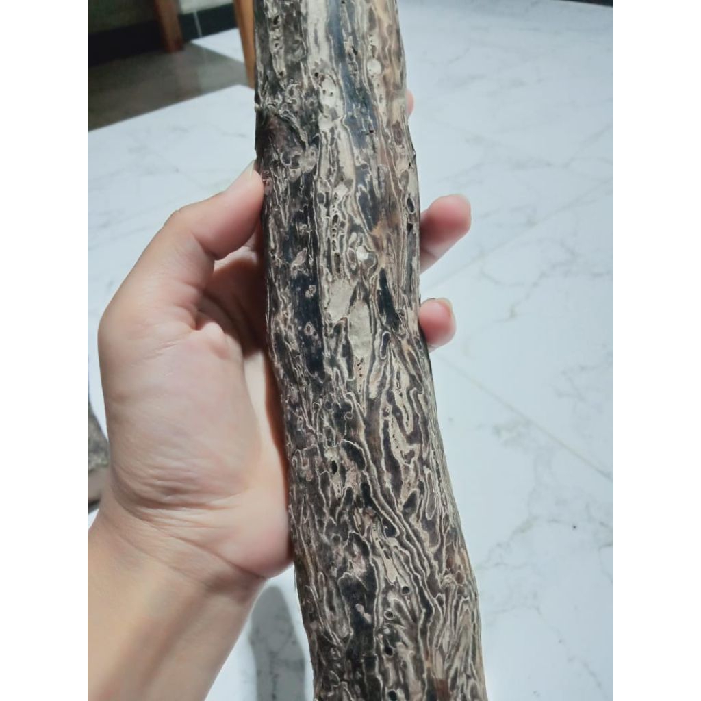 kayu stigi laut unik asli