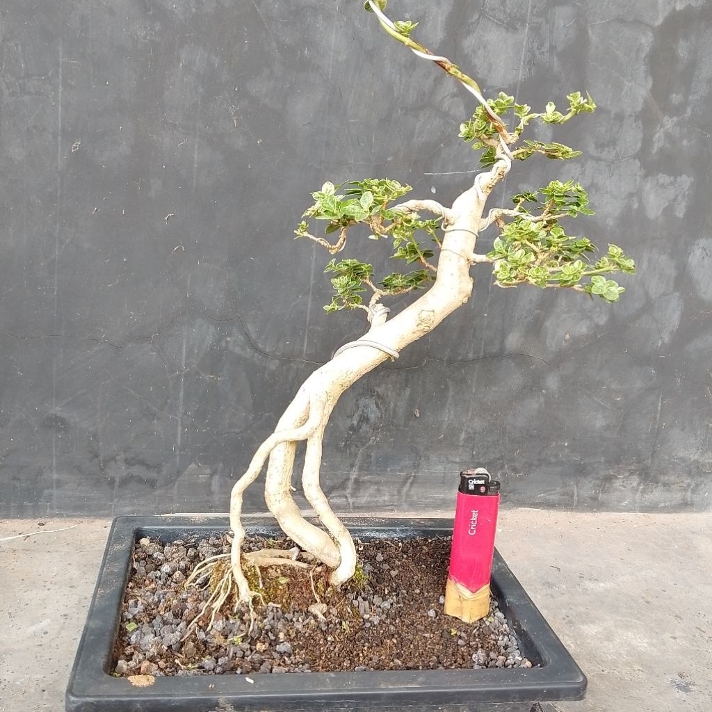 Bonsai sancang variegata  premna microphylla