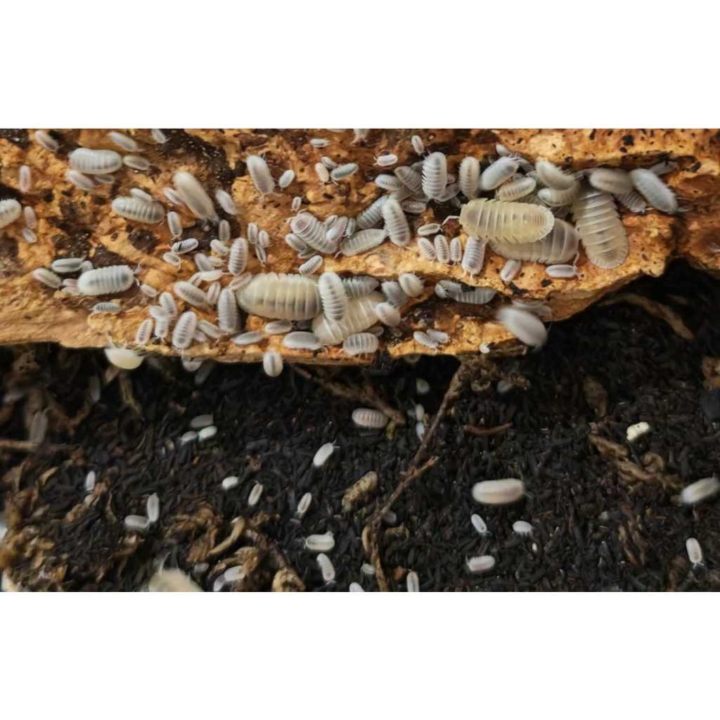 Isopoda Cubaris Murina Glacier