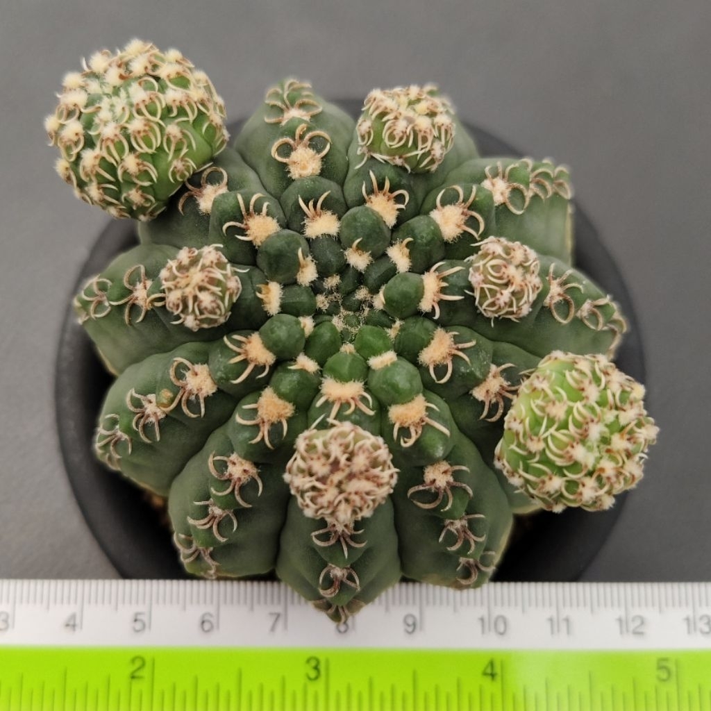 Tanaman Kaktus Gymnocalycium quehlianum curvispinum