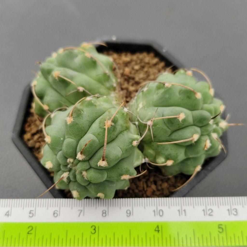 Tanaman Kaktus Gymnocalycium vatteri single spine tripleheads