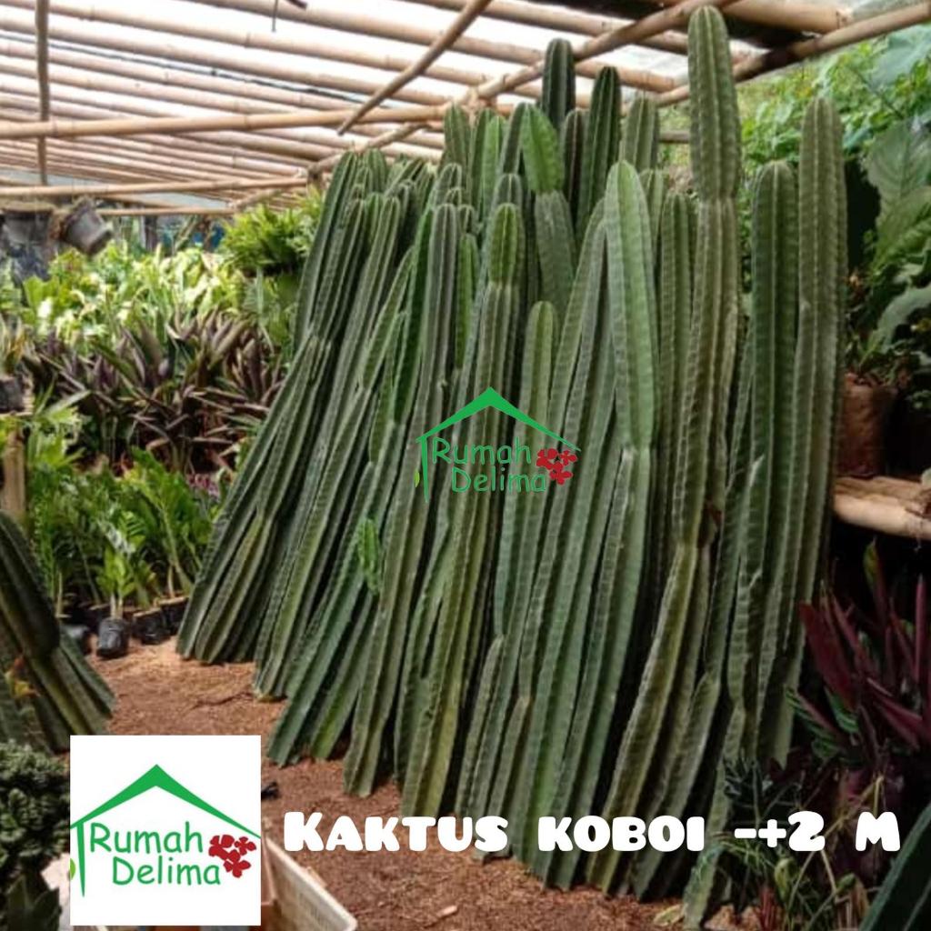 Kaktus koboi tinggi