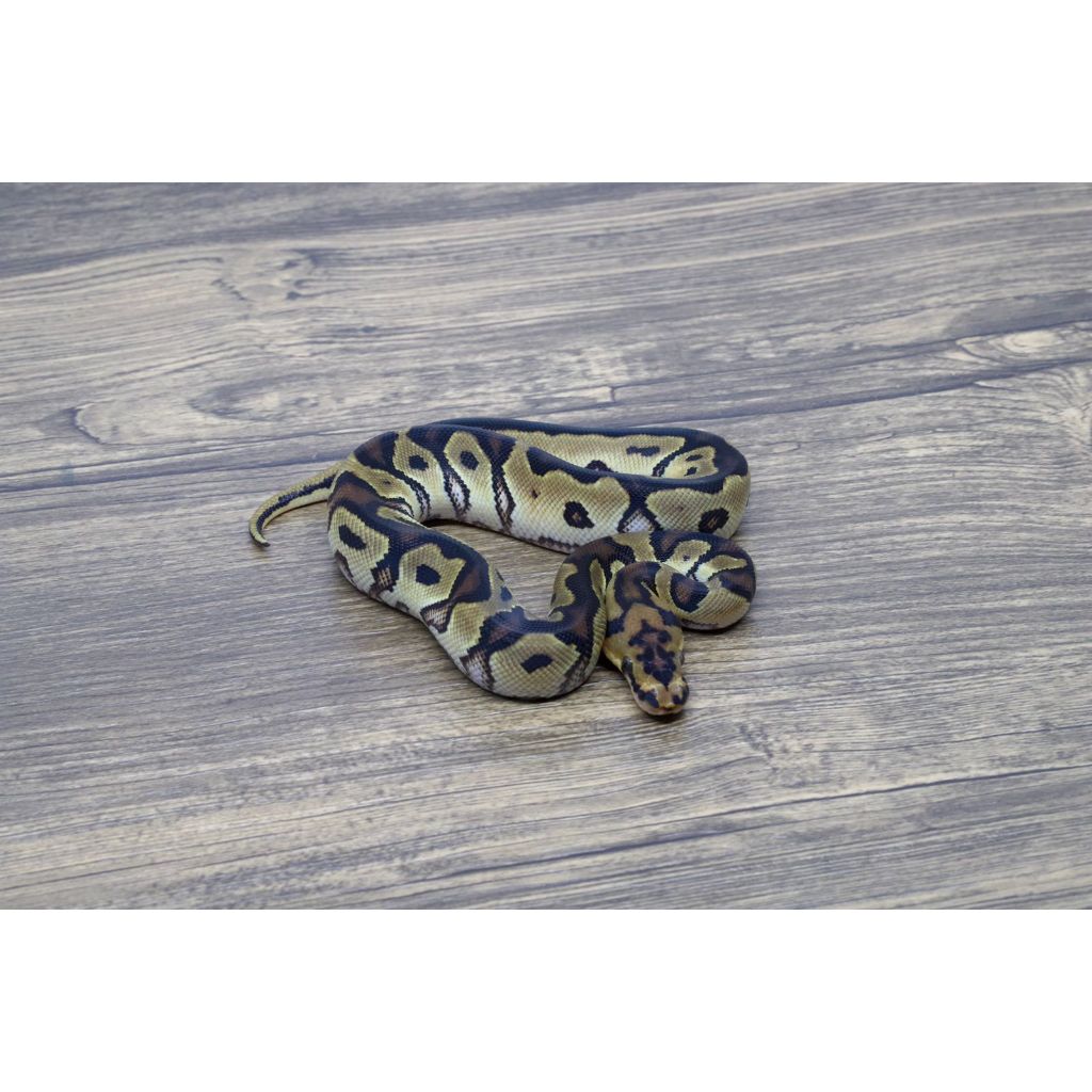 Ballpython Orange Dream Clown 66% Het Pied Female