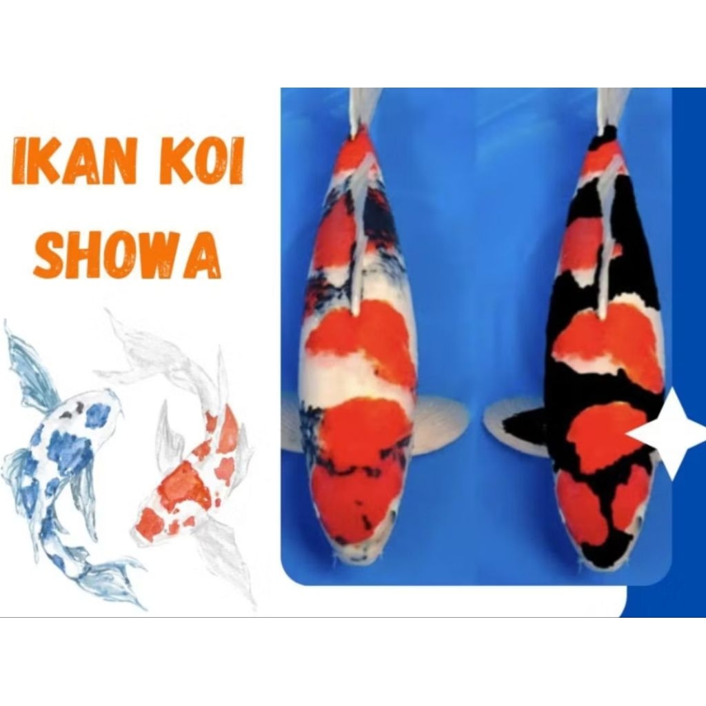 BELI 10 BONUS 1 - Ikan Koi kecil - IKAN warna  BLITAR BIBIT UNGGUL 4-7 cm
