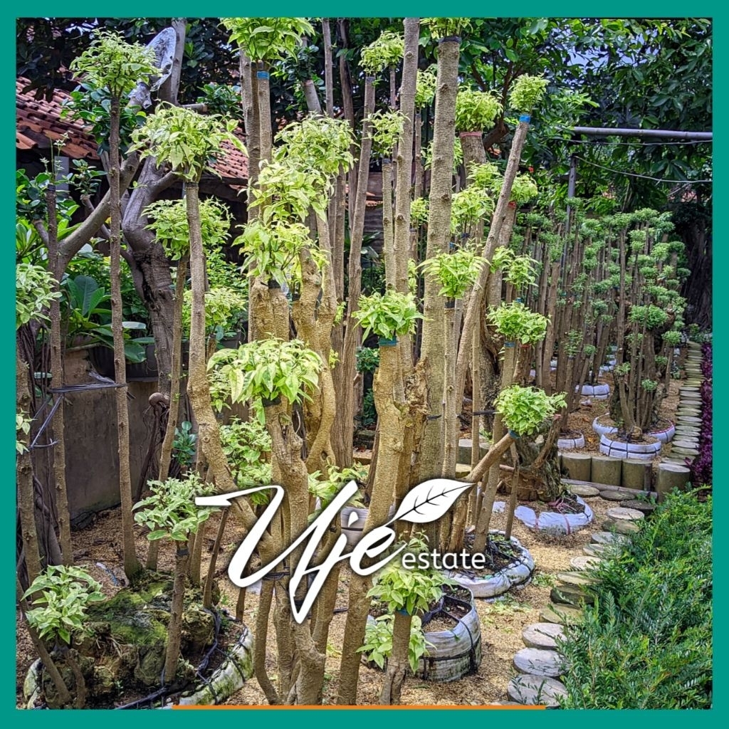 BONSAI ANTING PUTRI 3 TRAP 1 METER UP/TANAMAN HIAS MENTAOS STEK ANTING PUTRI 3 TRAP 1 METER/MENTAOS 