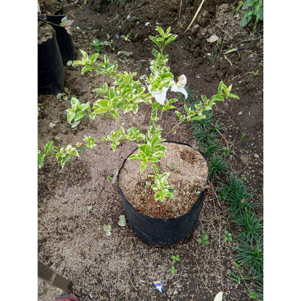 bibit bunga Bougenville varigata putih