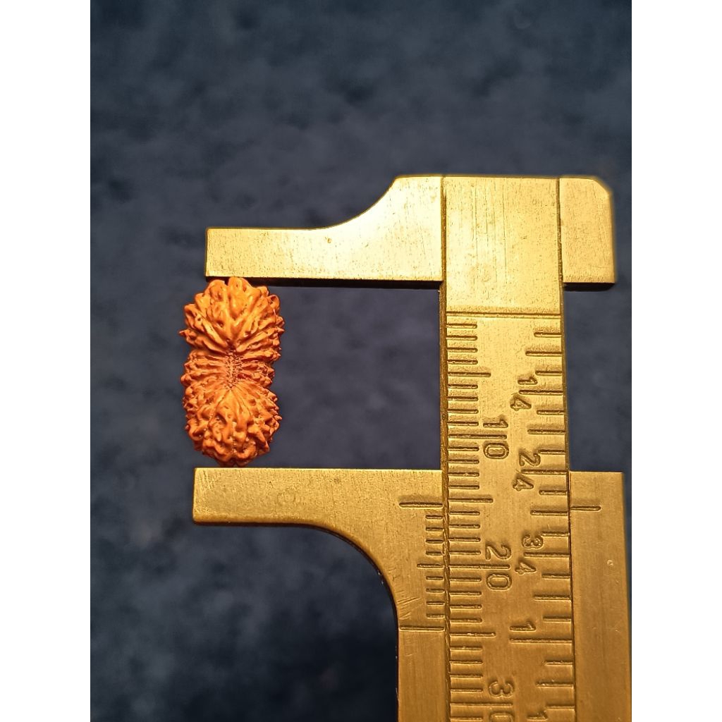 Mukhi 20 rudraksha medium size