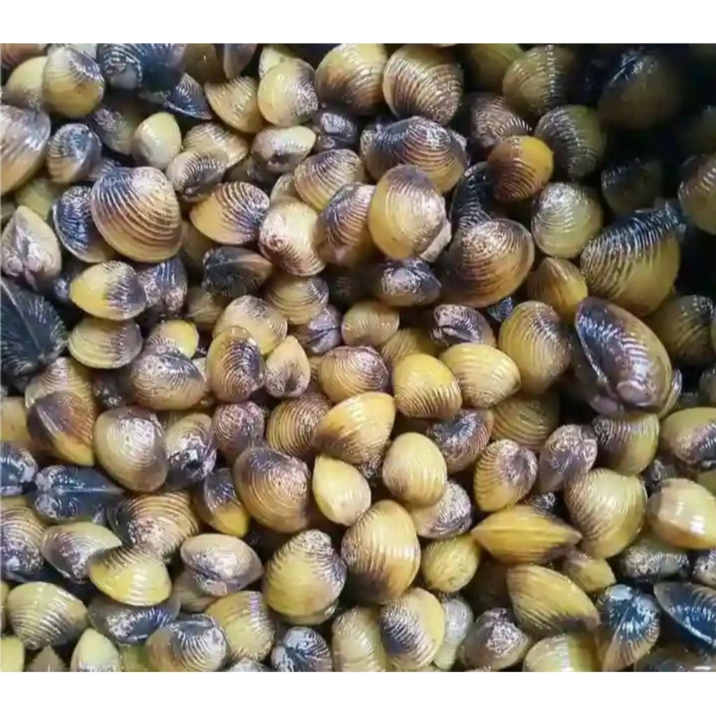 remis sungai obat herbal 100 grm