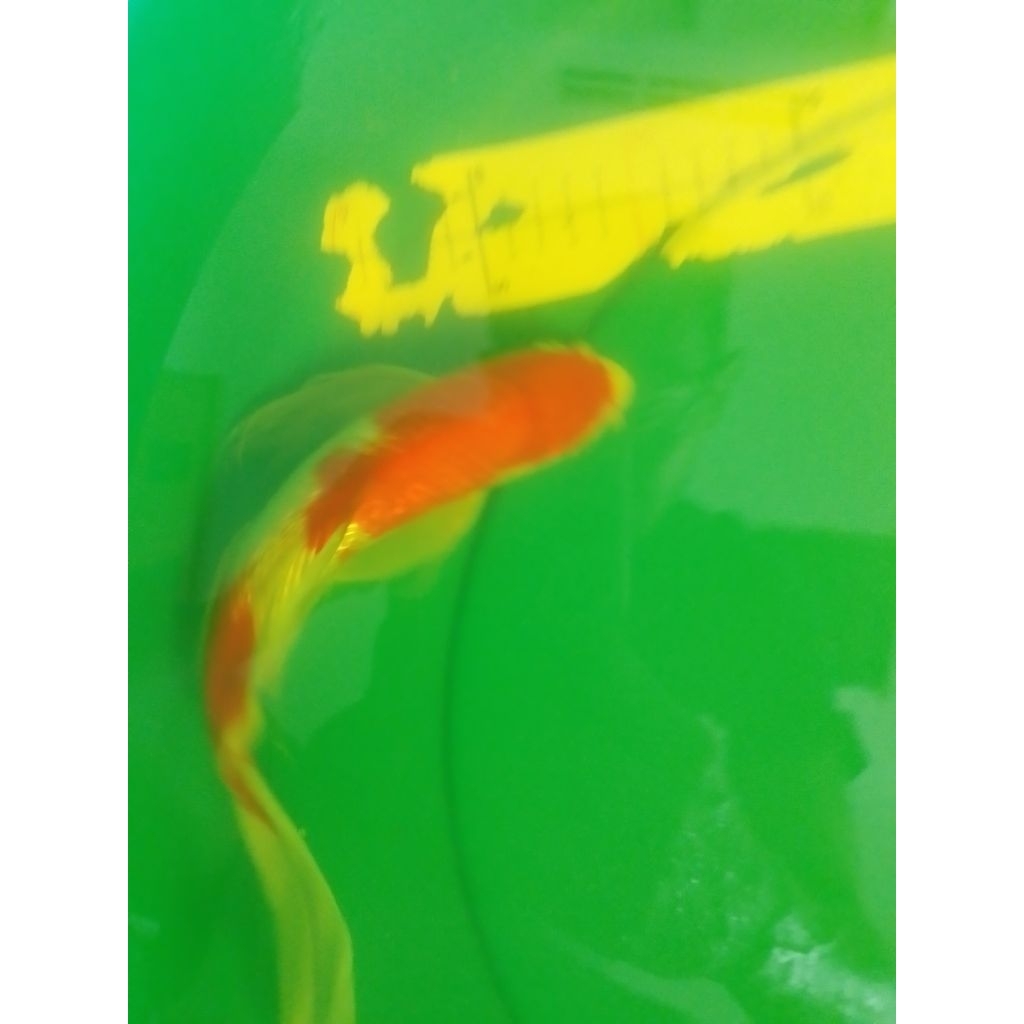 Ikan koi jenis Slayer Kohaku Ginrin 33cm antik HQ