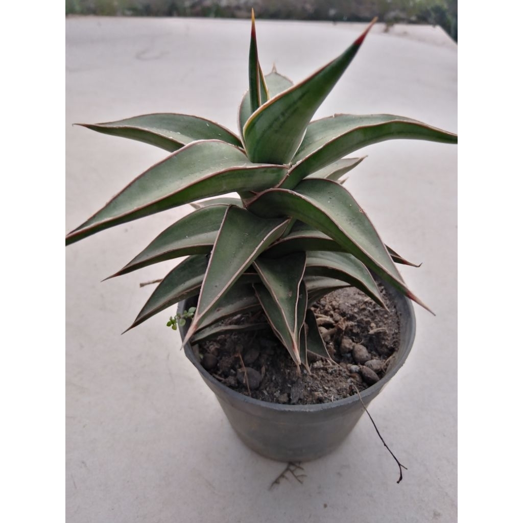 sansevieria lavranos ngetower pot 10
