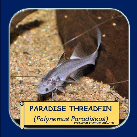 IKAN HIAS AIR TAWAR - PARADISE THREADFIN CATFISH (IKAN TANKMATE PREDATOR)