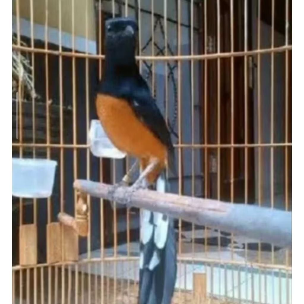 MURAI PASTOL MEDAN SUDAH KEPANTAU BUNYI