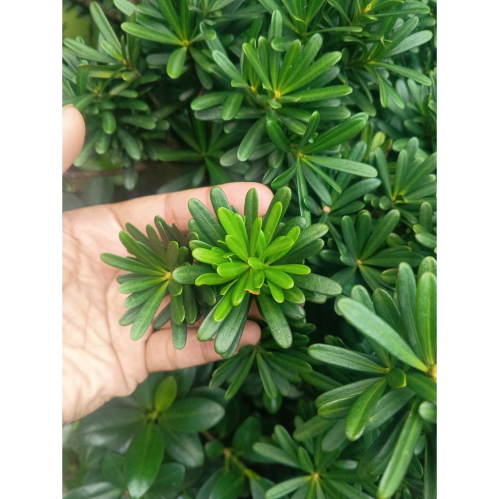 entres pucuk lohansung cincwan