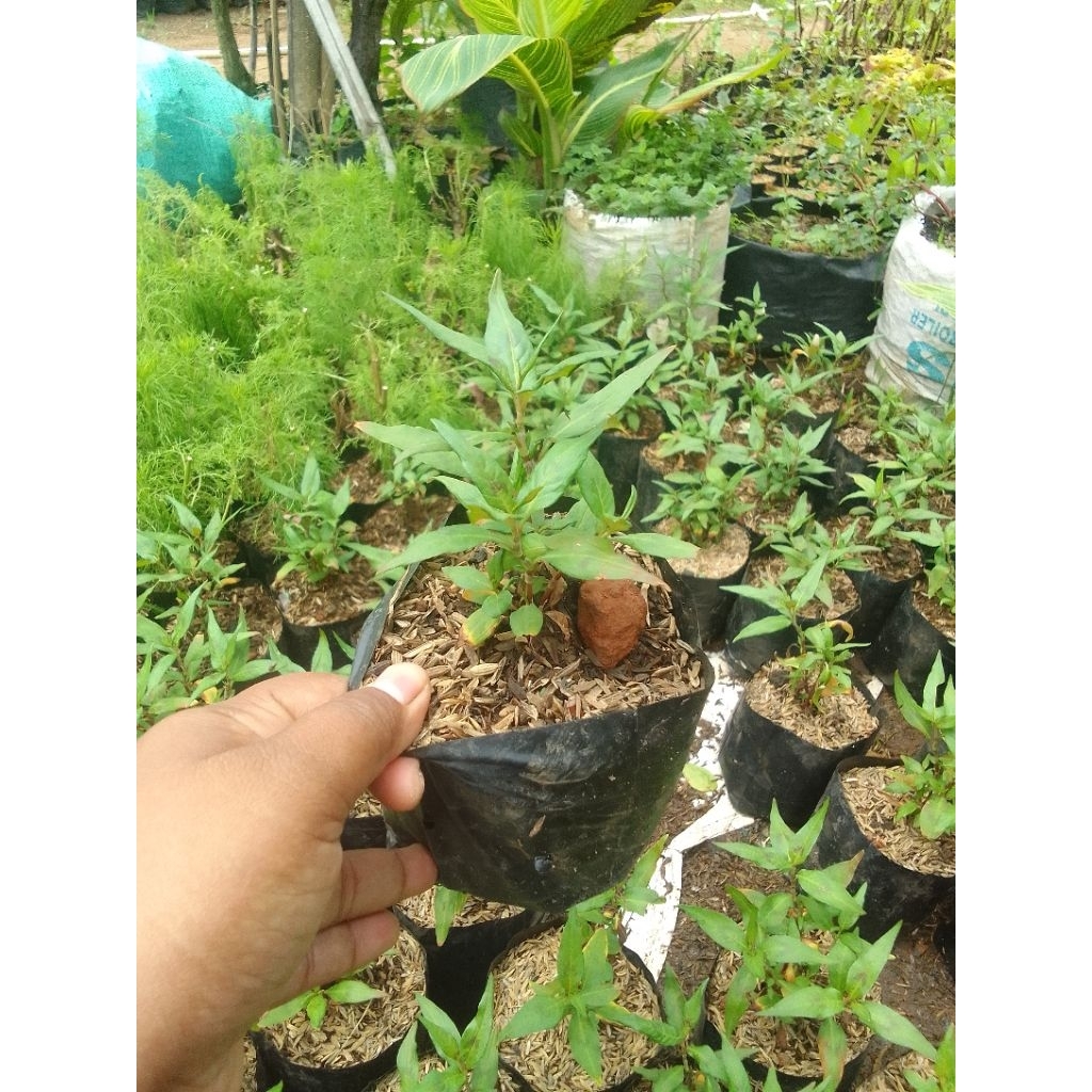 Bibit Tanaman Daun Laksa Mint Vietnam