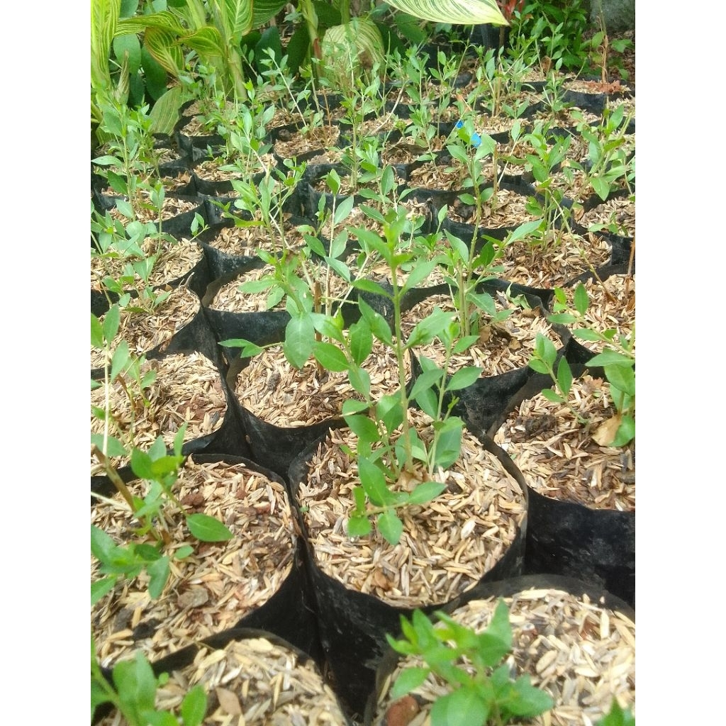 Bibit Tanaman Pacar kuku pohon pacar kuku arab