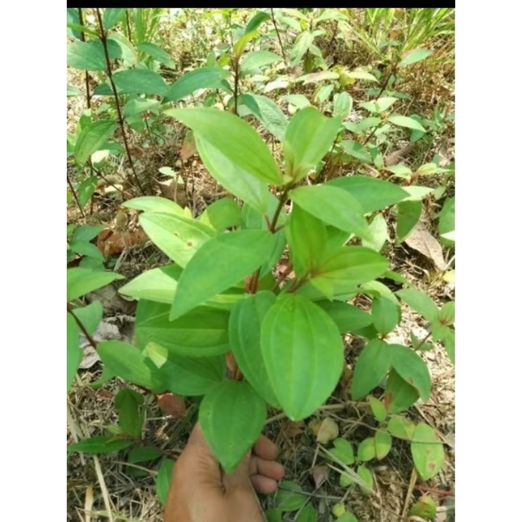 bibit tanaman senggani harendong/bibit senggani murah