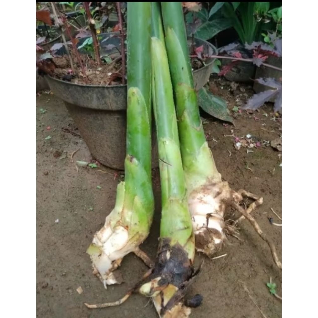 BIBIT KECOMBRANG/BENIH KECOMBRANG/POHON KECOMBRANG