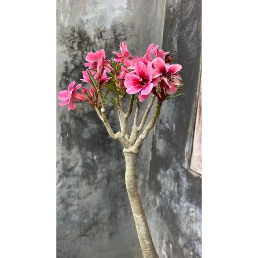 Adenium Grafting ID Swallow Tinggi 60-70cm | Kamboja Jepang Grafting Bunga Unik Warna Cerah | Tanama