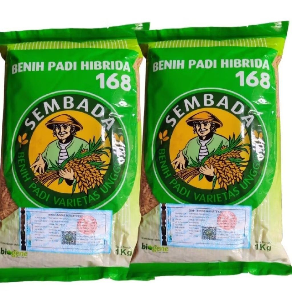 1KG BENIH PADI HIBRIDA SEMBADA 168 ORIGINAL 100%