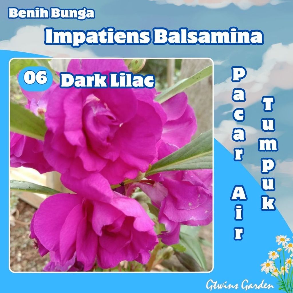 GG | 60 Benih Bunga Pacar Air Tumpuk Impatiens Balsamina  Dark Lilac