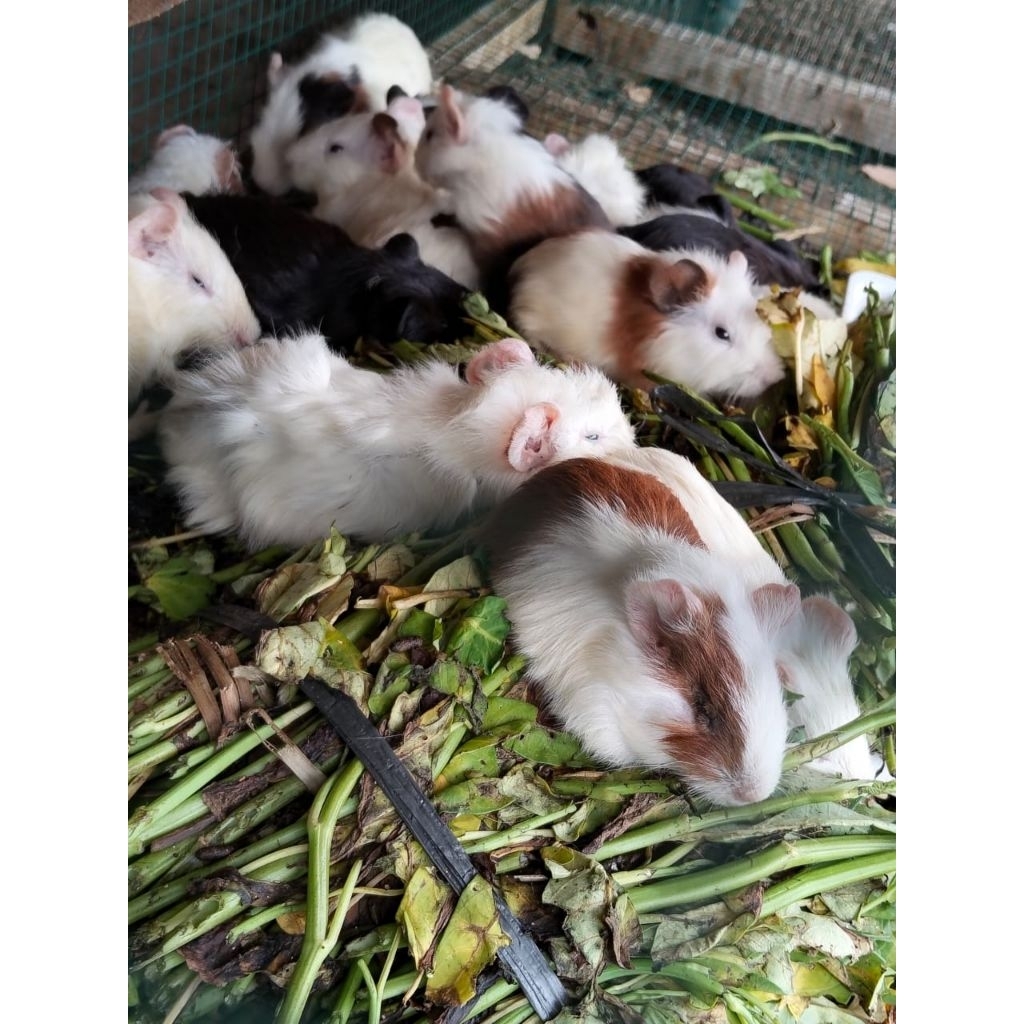 Marmut Lokal - Marmut - Guinea Pig