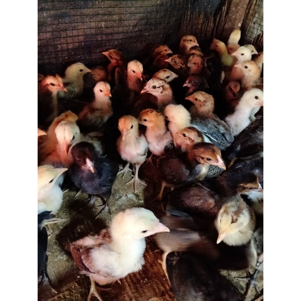 Ayam Kampung - Bibit Ayam Kampung - Anak Ayam Kampung