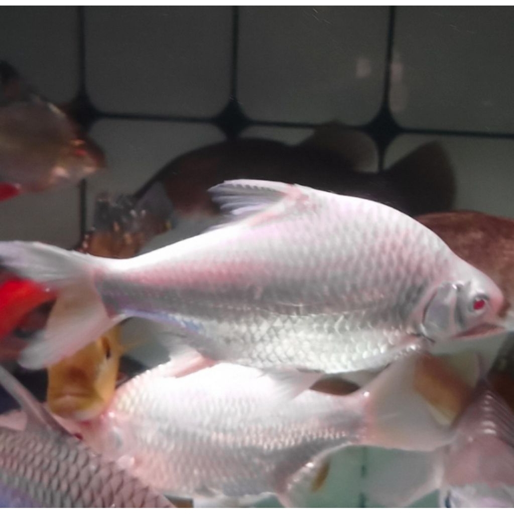 Kaviat Platinum 17cm - Ikan Hias Pembersih Kotoran Aquarium Kolam