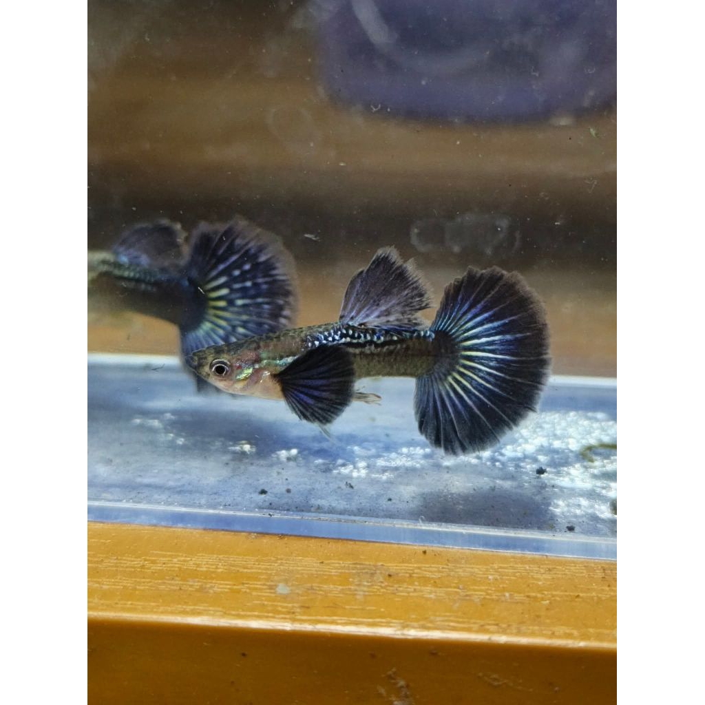 Stiker Guppy PURPLE DRAGON