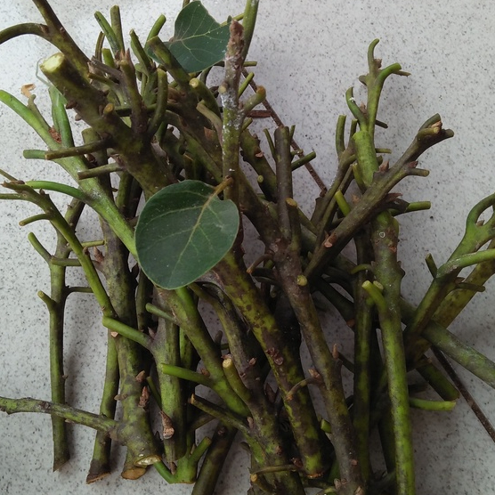 Entres Cutting Batang Segar Alpukat Pluwang