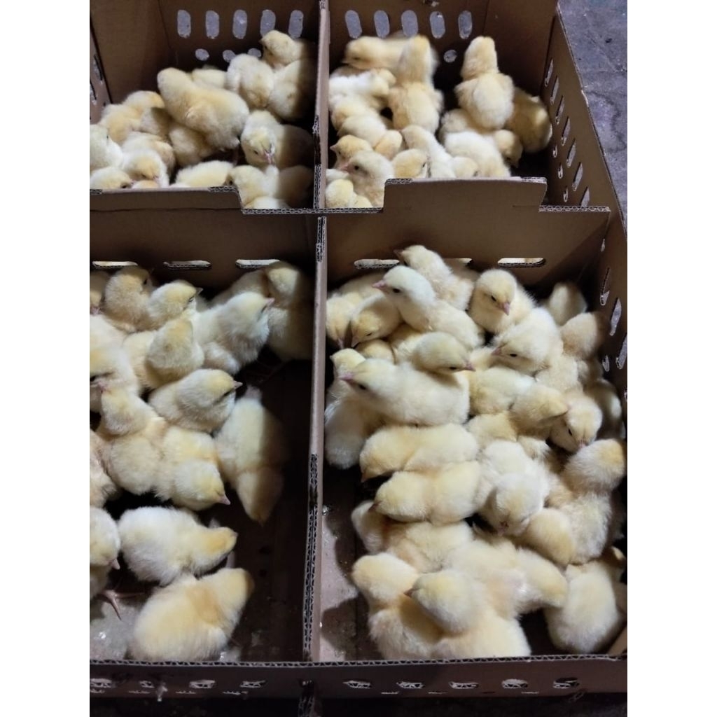 Bibit Ayam Boiler (1 Box) - Anak Ayam Boiler - Bibit Ayam Potong - Ayam Boiler - DOC Boiler