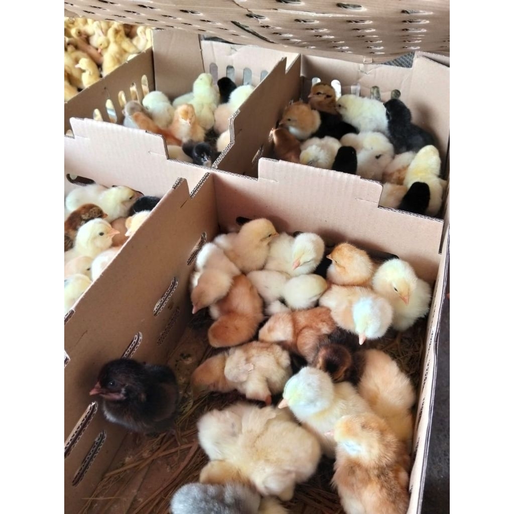 Bibit Ayam Kampung Joper (1 Box) SUDAH VAKSIN - Anak Ayam Joper - DOC Joper