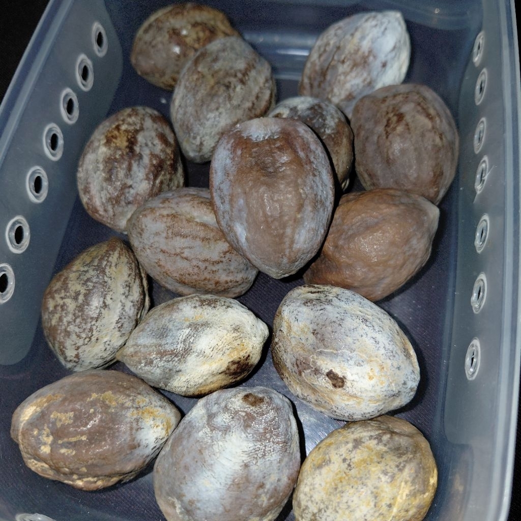 muncang adu marjudi ori wonosobo